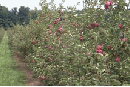  Row of Apple Trees in Orchard - Photo Courtesy of NY Apple Association 