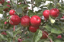  Ripe Apples on Tree - Photo Courtesy of NY Apple Association 