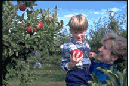 Boy Picking Apples - Photo Courtesy of NY Apple Association 